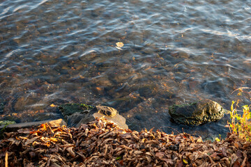 湖畔の落ち葉と透き通る水面