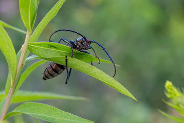 Der Moschusbock in luftiger Höhe – Beobachtungen in der Bienenweide
