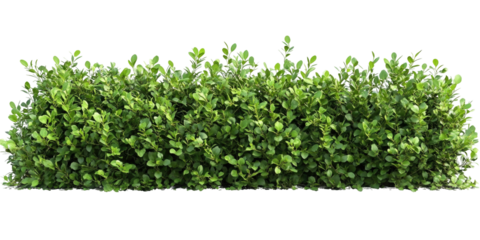Green hedge bush isolated on transparent background