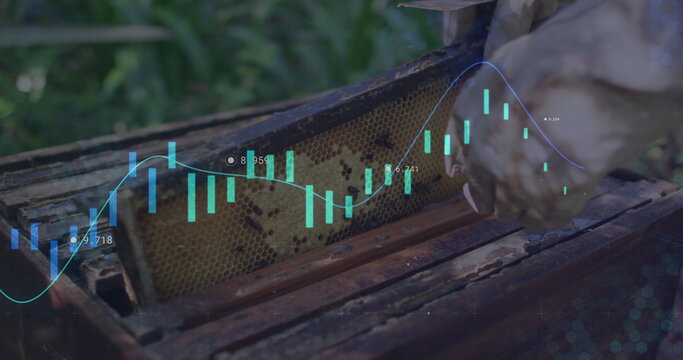 Beekeeper wearing gloves holding honeycomb frame, examining digital chart overlay in garden apiary