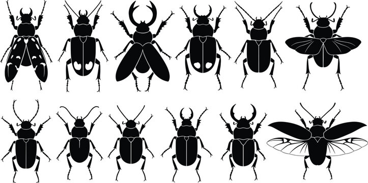 Beetle Bug Vector