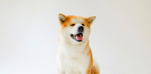 portrait Akita inu Dog, Japanese Akita dog
