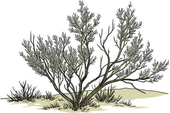 Realistic Sagebrush Plant Illustration. Lifelike USA Sagebrush Shrub Artwork. Detailed Sagebrush Desert Plant Illustration. Realistic Sagebrush Shrub Illustration for Landscape. Accurate Sagebrush