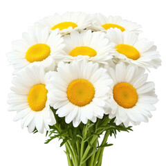 Obraz premium Bright and cheerful bouquet of white daisies with vibrant yellow centers, symbolizing purity and innocence, perfect for any occasion or decoration