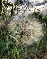 dandelion close up