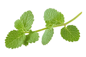 Fresh green lemon balm herb branch isolated on transparent background
