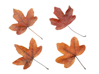 Brown dried maple leaves set isolated transparent png