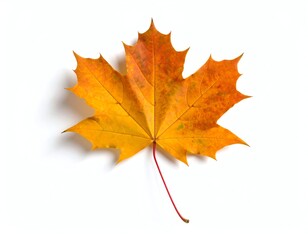 Obraz premium Vibrant orange maple leaf on white background