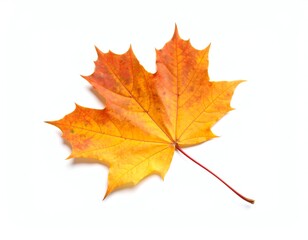 Obraz premium Vibrant orange maple leaf on a white background.