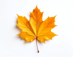 Obraz premium Vibrant yellow maple leaf on white background.