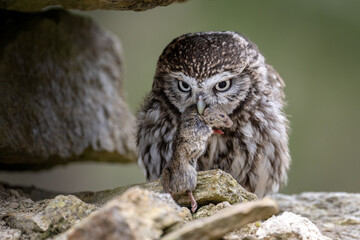 The Eurasian scops owl sits hidden in its shelter, quietly feasting on its prey.
