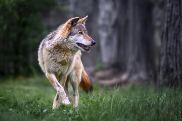 The Eurasian wolf stands at the edge of the forest, sniffing the scents in the air. © Martin