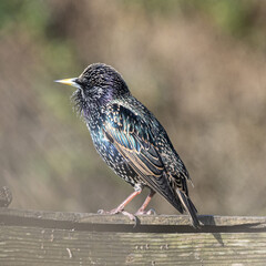 European Starling bird perched in natural habitat