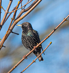 European Starling bird perched in natural habitat