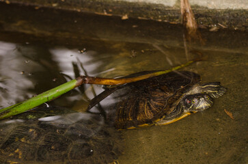 Rede-eared slider Trachemys scripta elegans. Under captive conditions. Turtle Conservation Center. Cuc Phuong National Park. Ninh Binh. Vietnam.