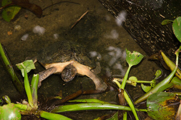 Naklejka premium Eastern black-bridged leaf turtle Cyclemys pulchristiata. Under captive conditions. Turtle Conservation Center. Cuc Phuong National Park. Ninh Binh. Vietnam.