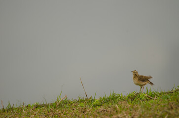 Obraz premium Paddyfield pipit Anthus rufus shaking its plumage. Van Long. Gia Vien District. Ninh Binh Province. Vietnam.
