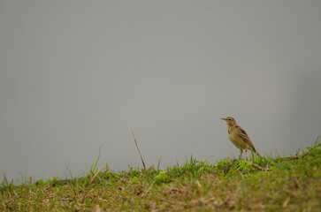 Paddyfield pipit Anthus rufus. Van Long. Gia Vien District. Ninh Binh Province. Vietnam.