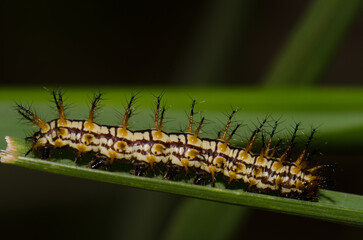 Caterpillar of yellow coster Acraea issoria. Van Long Wetland Natural Reserve. Gia Vien District. Ninh Binh Province. Vietnam.