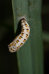 Chrysalis of yellow coster Acraea issoria. Van Long Wetland Natural Reserve. Gia Vien District. Ninh Binh Province. Vietnam.