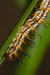 Caterpillar of yellow coster Acraea issoria. Van Long Wetland Natural Reserve. Gia Vien District. Ninh Binh Province. Vietnam.