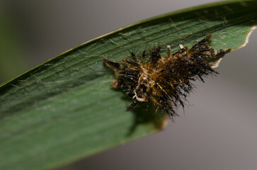 Remains of the exoskeleton of a caterpillar of yellow coster Acraea issoria. Van Long Wetland Natural Reserve. Gia Vien District. Ninh Binh. Vietnam.
