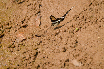 Mud-puddling green dragontail Lamproptera meges showing underside. Mooc Spring. Phong Nha-Ke Bang National Park. Quang Binh Province. Vietnam.
