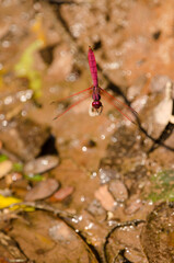Male crimson marsh glider Trithemis aurora. Mooc Spring. Phong Nha-Ke Bang National Park. Quang Binh Province. Vietnam.