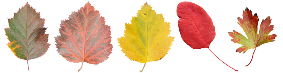set of five bright autumn mountain ash, currant leaves on a transparent background.Close-up, isolated, long