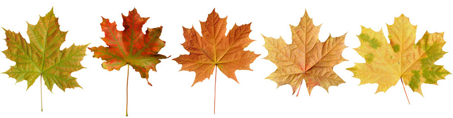set of five bright autumn maple leaves on a transparent background.Close-up, isolated, long
