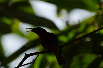 Male crimson sunbird Aethopyga siparaja calling. Mooc Spring. Phong Nha-Ke Bang National Park. Quang Binh Province. Vietnam.