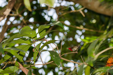 Male crimson sunbird Aethopyga siparaja calling. Mooc Spring. Phong Nha-Ke Bang National Park. Quang Binh Province. Vietnam.