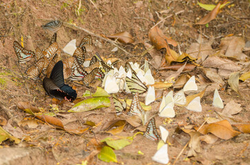 Different species of butterflies mud-puddling. Mooc Spring. Phong Nha-Ke Bang National Park. Quang Binh Province. Vietnam.