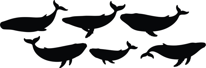 Vector illustration of whale silhouettes, marine animals, ocean creatures, black whale shapes, aquatic mammals, humpback whales, isolated sea animals, underwater wildlife art © MD. NUR ISLAM