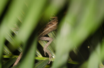 Detail of a oriental garden lizard Calotes versicolor among the vegetation. Phong Nha. Quang Binh Province. Vietnam.