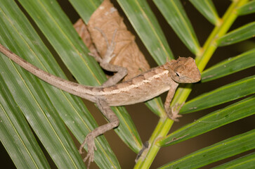 Oriental garden lizard Calotes versicolor. Phong Nha. Quang Binh Province. Vietnam.