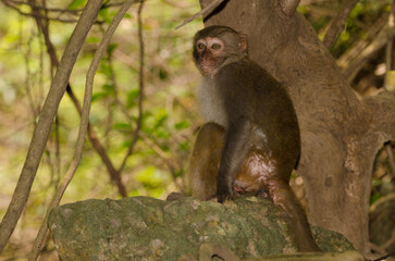 Rhesus macaque Macaca mulatta siamica. Son Tra Peninsula. Da Nang. Vietnam.