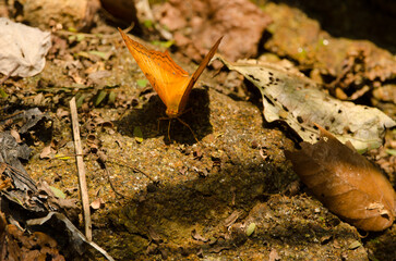 Male common cruiser Vindula erota mud-puddling. Son Tra Peninsula. Da Nang. Vietnam.