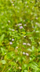 wild flowers in the forest