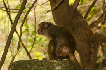 Rhesus macaque Macaca mulatta siamica. Son Tra Peninsula. Da Nang. Vietnam.