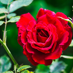 Gorgeous red rose blossoming in a garden: wonderful closeup photography with vivid colours and lovely contrast.