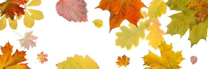 autumn leaves of maple, mountain ash, oak and chestnut on a transparent background.Close-up, isolated, long