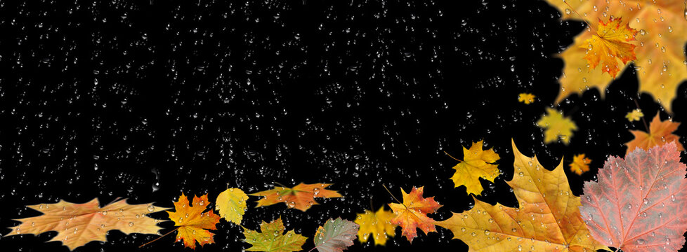 Background of autumn multicolored maple leaves with raindrops on a black background.Close-up, long1 - Powered by Adobe