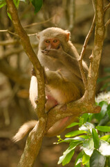 Rhesus macaque Macaca mulatta siamica. Son Tra Peninsula. Da Nang. Vietnam.