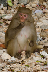 Fototapeta premium Female rhesus macaque Macaca mulatta siamica eating a chicken leg. Son Tra Peninsula. Da Nang. Vietnam.
