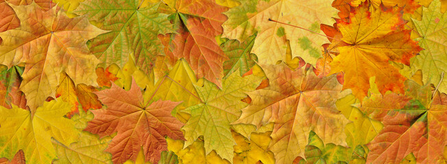 Background of autumn multicolored maple leaves .Close-up, long