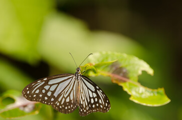 Glassy tiger Parantica aglea. Son Tra Natural Reserve. Son Tra Peninsula. Da Nang. Vietnam.