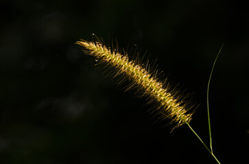 Spike of foxtail Setaria sp. Son Tra Natural Reserve. Son Tra Peninsula. Da Nang. Vietnam.