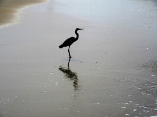Impressionen vom Strand in Goa Südindien