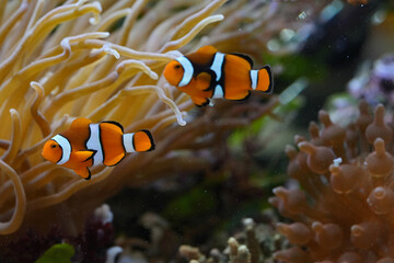 Two orange and white striped fish swim near coral reef. Marine life thrives in colorful underwater habitat. Clownfish in ocean.